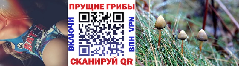 Галлюциногенные грибы Cubensis где купить Гай